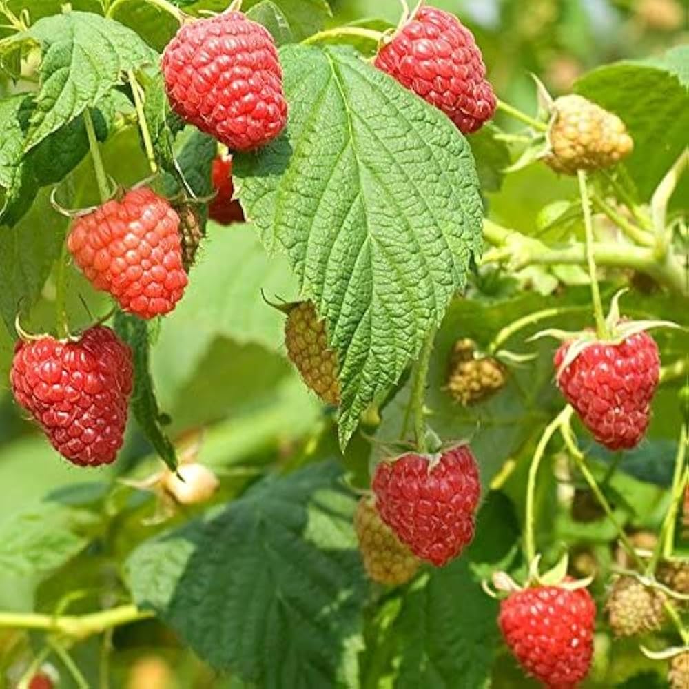 Raspberry Malve seeds sprouting delicate pinkish-raspberry flowers with soft petals, great for colorful cottage-style gardens